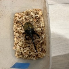 ヘラクレス1匹
の画像