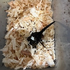 ヘラクレス1匹
の画像