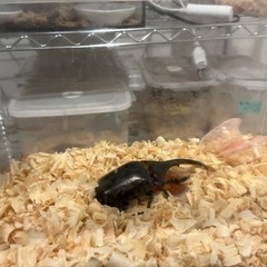 ヘラクレス1匹
の画像