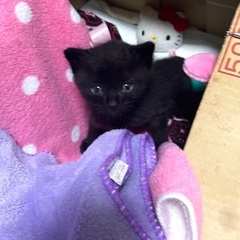 小さな黒猫ちゃん🐈‍⬛素敵な里親さん募集中です‼︎