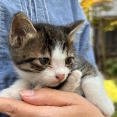 高齢者の物置に居ました、優しいご家族の東京っ子になりました。あり...