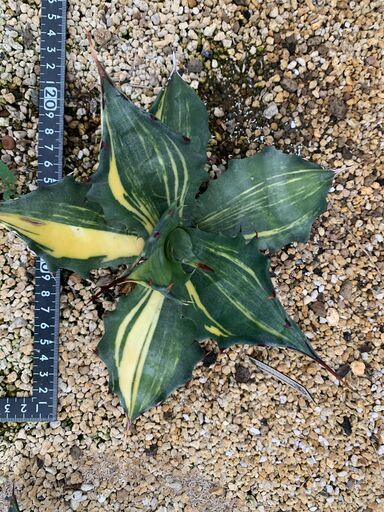 アガベ　サルミアナフェロックス錦