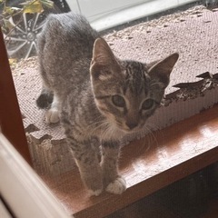 至急  可愛い子猫ちゃん  約3ヶ月 靴下を履いてるみたいで可愛い