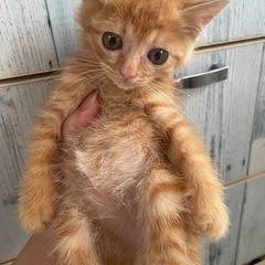 仔猫保護しました。 - 海南市