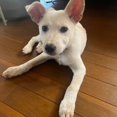 【⠀里親募集  】子犬