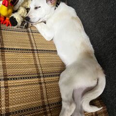 【⠀里親募集  】子犬 - 犬
