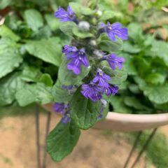 アジュガの挿し芽苗（既に根付き）