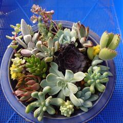 多肉寄せ植え