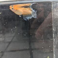 めだか カーネーション 卵20＋αの画像