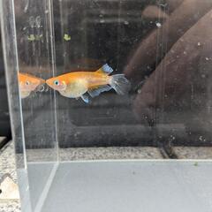 めだか カーネーション 卵20＋αの画像
