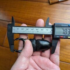 【値下げ品】マツノ系久留米オオクワガタ78mmペア