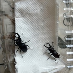 ノコギリクワガタ　タダ
