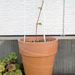 クレマチス　テンテル　テラコッタ鉢植え