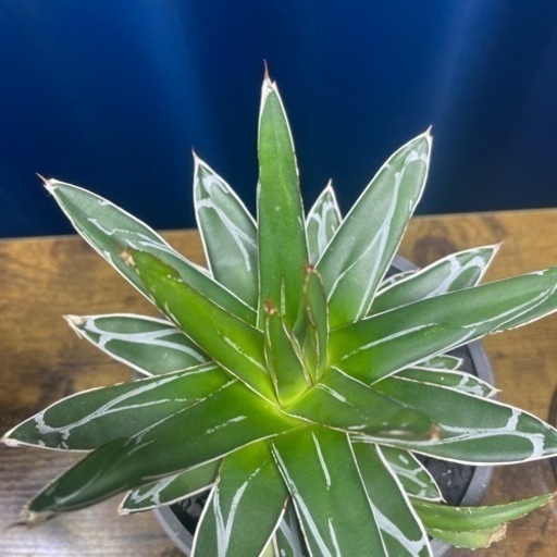 アガベ・ササノユキ 子株付き