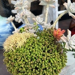 多肉植物大きな鉢　ガーデニングの画像
