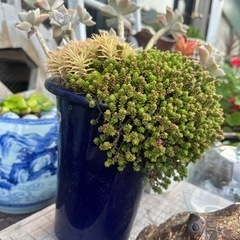 多肉植物大きな鉢　ガーデニングの画像