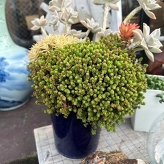 多肉植物大きな鉢　ガーデニング
