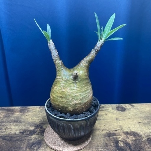 パキポディウム・グラキリス