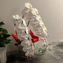 胡蝶蘭