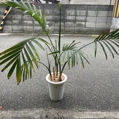 アレカヤシ