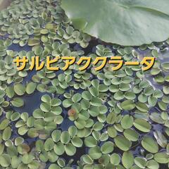 浮草　サルビアククラータ