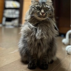 長毛の女の子4歳