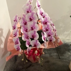 胡蝶蘭