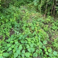 何でも屋やってます