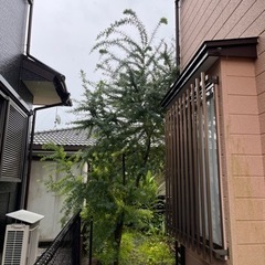 ミモザの木（お取引決まりました） 