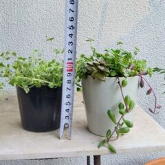 最新画像アップしました！！鉢付き！多肉植物寄せ植え【9種】＆セダ...