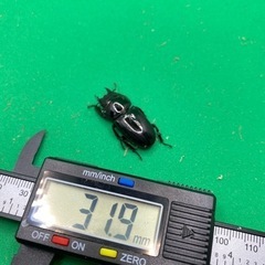 本土ヒラタ♀の画像