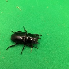 本土ヒラタ　ペア　即ブリの画像