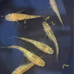 (値下げ)メダカ　黄色系ラメ　6匹