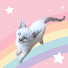 7月７日(日)七夕🌠☄️🌏三鷹で猫の譲渡会🌠☄️🌏男の子　シャム...