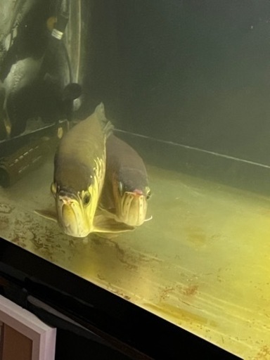 熱帯魚、古代魚、大型水槽
