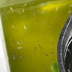 メダカ　MIX20匹500円
