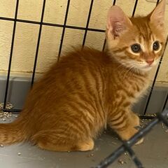 【トライアル決定】先日母猫と一緒に保護された湊（みなと）　3ヶ月　オス