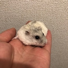 ジャンガリアンハムスター 生後半年
