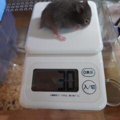 セーブルバンデットの赤ちゃん