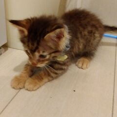 生後2か月ほど　子猫里親さん募集しています🐈（お話し中）