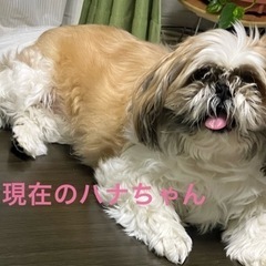 「お話中」家庭の事情で飼育が困難な為、大切にして下さる里親様探し...