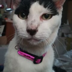 失踪した老猫を探してます