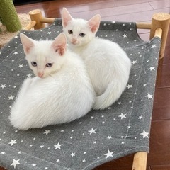 ※お家決まりました※兄妹2匹一緒に育ててくださる方