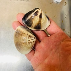 ②九十九里産　活中はまぐり（2キロ34-50個）