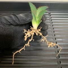アガベ子株1株　　チタノタ老白鯨①