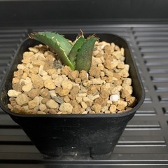 アガベ子株1株　　チタノタ老白鯨⑨