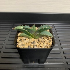 アガベ子株1株　　チタノタ老白鯨②