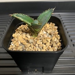 アガベ子株1株　　チタノタ老白鯨⑧