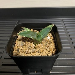 アガベ子株1株　　チタノタ老白鯨⑦