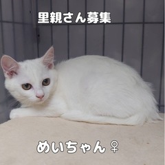 可愛い白猫のメイちゃん